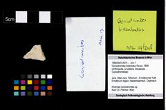 Foto (Objekt + Etikett) von Goniodromites bidentatus (Reuss, 1858)  (NHMW-GEO-1990-0041-2675)